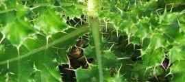 Dealing-with-the-Weeds-in-your-Inner-Garden
