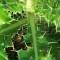 Dealing-with-the-Weeds-in-your-Inner-Garden
