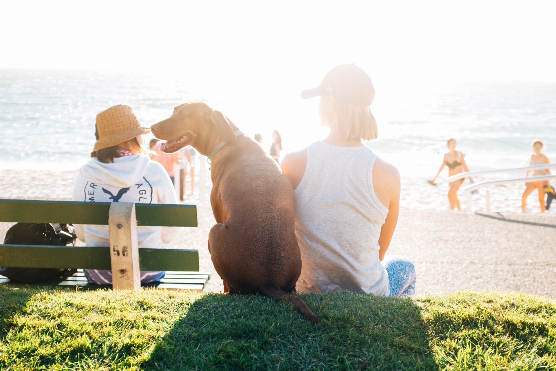 Person And Dog Sitting On A Grass Bank While Looking Over The Ocean On A Sunny Day