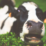 Close Up Of A Cow In A Field With Its Head In Focus