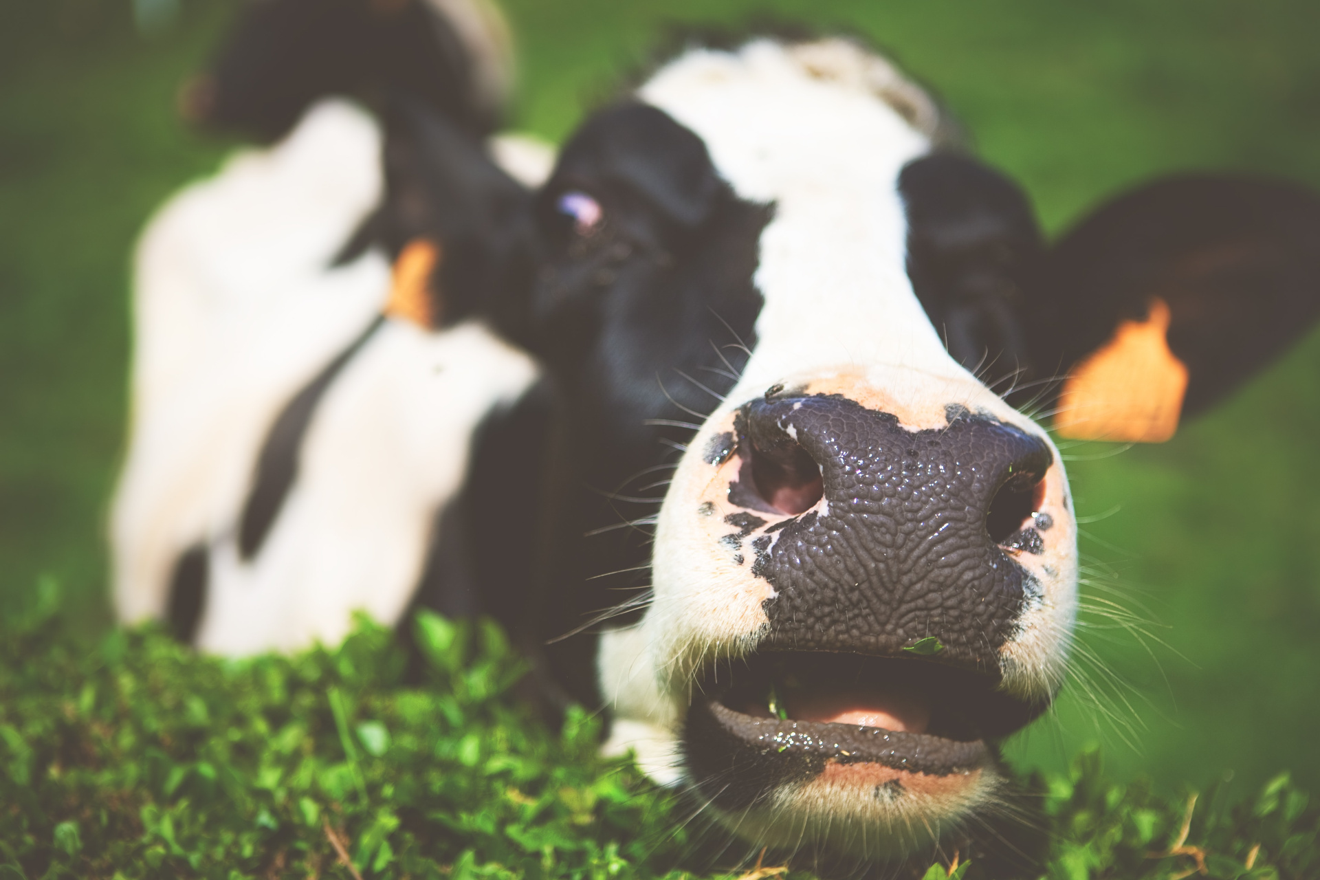 Close Up Of A Cow In A Field With Its Head In Focus
